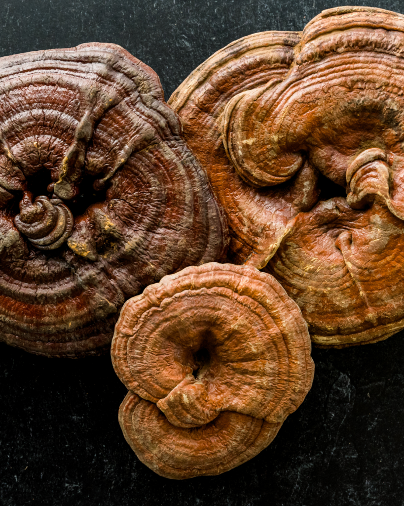 Close-up van drie krachtige medicinale paddenstoelen, bekend om hun gezondheidsbevorderende eigenschappen.