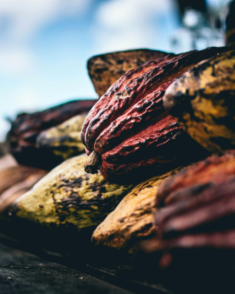 Gedroogde rauwe cacaovruchten op een stapel, symbool voor de pure kracht en gezondheidsvoordelen van cacao.